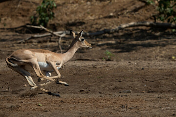 African wildelife safari.
