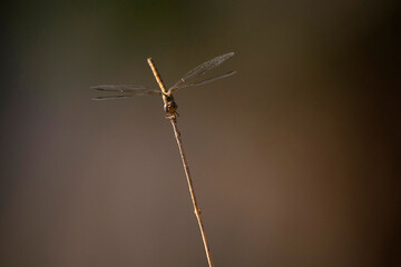 African wildelife safari.