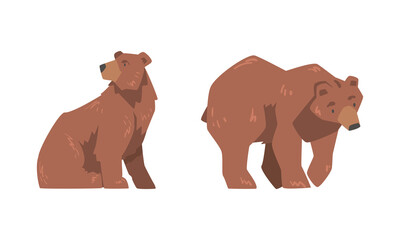 Brown Bear as Large Wild Terrestrial Carnivore Mammal with Thick Fur Sitting and Walking Vector Set