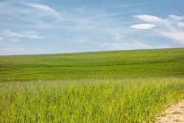 Cereal field, still green, in spring, on the outskirts of Alcalá de Henares.
