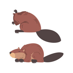 Beaver Semiaquatic Rodent with Brown Fur and Long Snout in Sitting Pose Vector Set