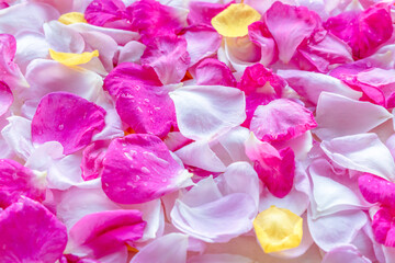 Pink and yellow rose petals with dew drops. Floral background. Ingredients for natural cosmetics. Top view.