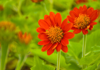 Orange-red fuchsia flowers bloom in Chatuchak Park, Bangkok, Thailand