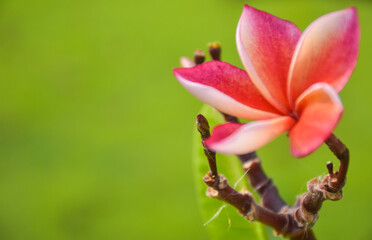 pink and white frangpani flowers bloom in chatuchak park Bangkok Thailand