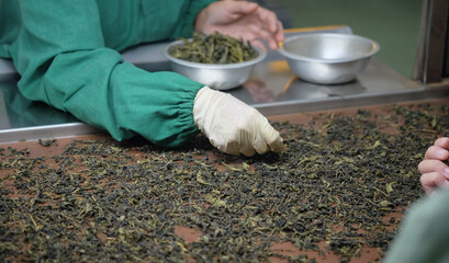 Cropped shot of workers selecting the best tea leaves in tea processing, for produce the highest...