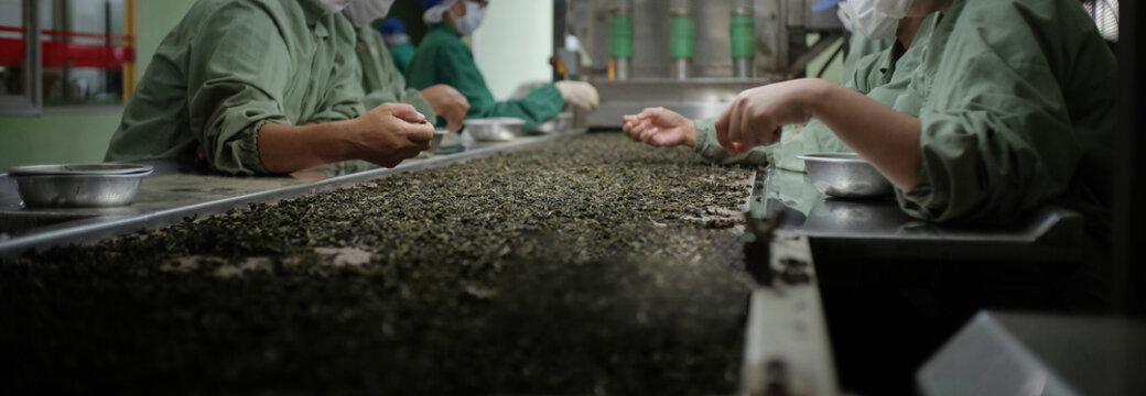 Cropped image of workers are selecting for fresh tea for produce the highest quality tea.