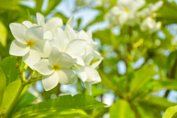 White frangpani flowers bloom in chatuchak park Bangkok Thailand.
