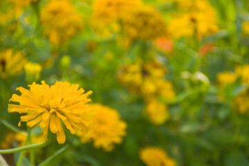 Yellow Fuchsia flowers blooming in Chatuchak Park, Bangkok, Thailand