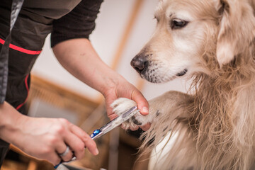 Grooming, caring for the dog, care