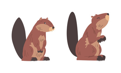 Beaver Semiaquatic Rodent with Brown Fur and Long Snout in Sitting Pose Vector Set