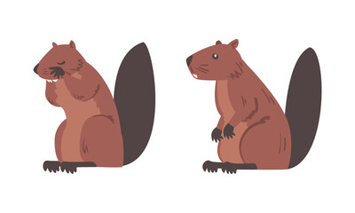 Beaver Semiaquatic Rodent with Brown Fur and Long Snout in Sitting Pose Vector Set