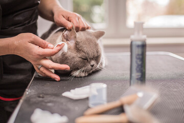 Grooming, caring for a cat, care