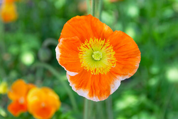 Obraz premium Red orange poppy flower close up