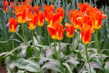 Red yellow tulip flowers close up, Keukenhof park, Holland, The Netherlands