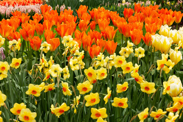 Spring tulip and narcissus growing flowers in Keukenhof park