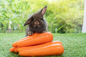 Adorable baby rabbit bunny sitting with front orange pile fresh carrot on green grass on bokeh nature background. Furry hare brown rabbit bunny on nature background. Easter pet vegetable food concept.