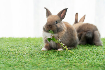 Adorable tiny furry rabbit bunny brown white hungry eating fresh vegetables sitting on green grass meadow over white background. Furry baby rabbit feeding veggies on grass. Easter animal bunny concept