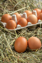 Chicken eggs in a tray and in hay.