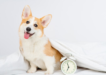 Corgi dog lying under the blanket in the bedroom next to the alarm clock