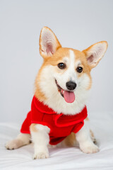 Corgi puppy in a red jacket prepared for a walk