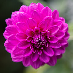 Beautiful pink, purple dahlia, closeup