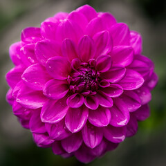 Beautiful pink, purple dahlia, closeup