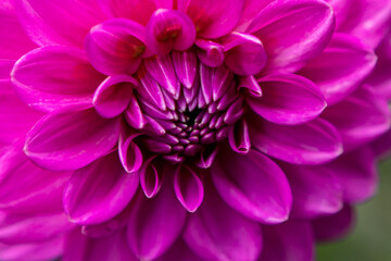 Beautiful pink, purple dahlia, closeup
