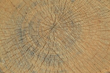 Fototapeta premium Souche d'arbre