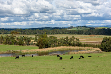 Landscape Tarrawarra, Victoria, Australia, Landscape