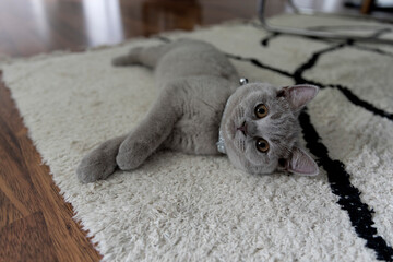 British shorthair cat lying on carpet at home