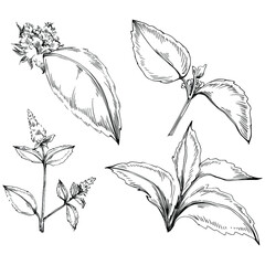 Mint vector isolated. Herbal engraved style illustration. Detailed organic product sketch. The best for design logo, menu, label, icon, stamp.