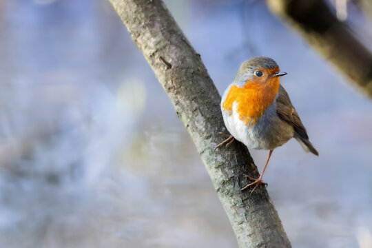 European robin (Erithacus rubecula) sitting in a bush in spring in the nature protection area Mönchbruch near Frankfurt, Germany.
