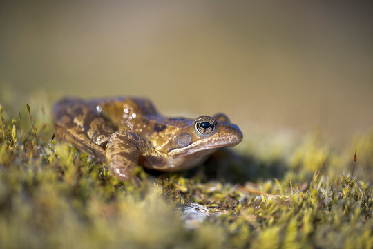 Common frog on green grass