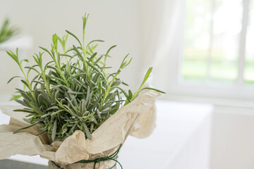 Potted lavender plant with decorative paper wrapping on a white kitchen counter as an indoor herb...