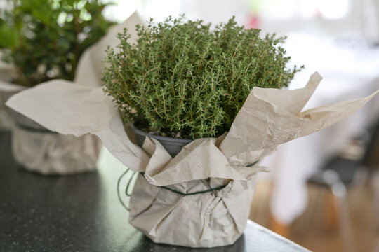 Potted thyme plant with decorative paper wrapping on a kitchen counter as an indoor herb garden, selected focus
