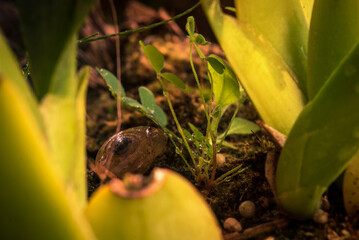 close up of a plant