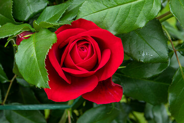 rose rouge dans le feuillage