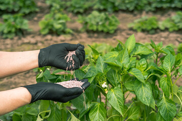 Female farmer's hands in black gloves with a handful of spilling fertilizers on the background of...