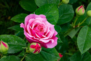 rose et bourgeon prêts à éclore