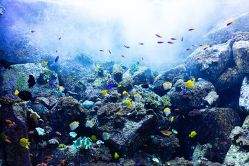 Obraz na płótnie Canvas Underwater coral reef and fish