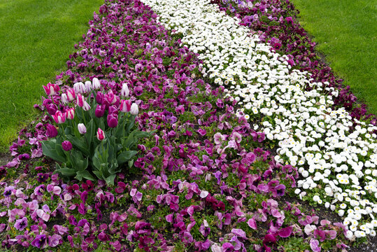 Flower bed with beautiful white, pink and purple tulips on a rainy day at City of Zürich. Photo taken April 25th, 2022, Zurich, Switzerland.