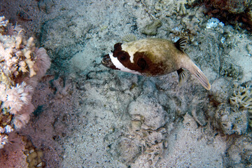 A Masked Puffer (Arothron diadematus) in the Red Sea, Egypt © Rob