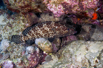 A Greasy Grouper (Epinephelus tauvina) in the Red Sea, Egypt