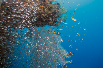 Pygmy Sweepers aka Glassfish (parapriacanthus ransonneti) in the Red Sea, Egypt