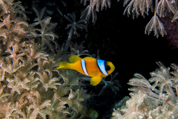 Fototapeta na wymiar A Red Sea Anemonefish (Amphiprion bicinctus) in Egypt