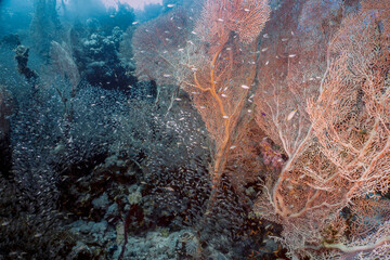 Giant Gorgonian Sea Fans (Subergorgia hicksoni) in the Red Sea, Egypt