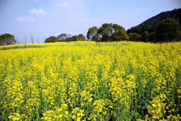 field of yellow rapeseed