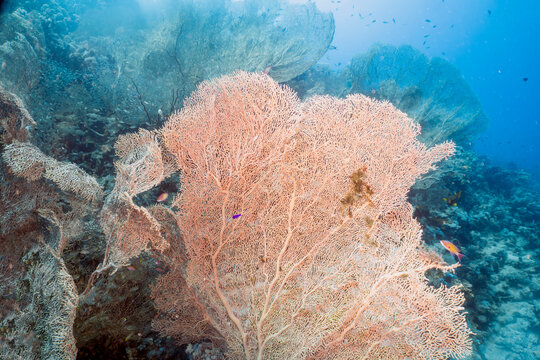 Giant Gorgonian Sea Fans (Subergorgia hicksoni) in the Red Sea, Egypt