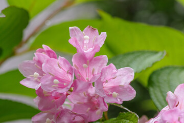ハコネウツギのピンクの花
