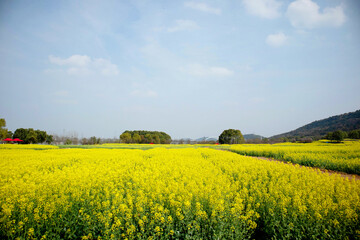 Fototapeta na wymiar rapeseed field in spring